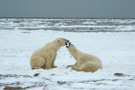 Tundra Fires and Melting Sea Ice